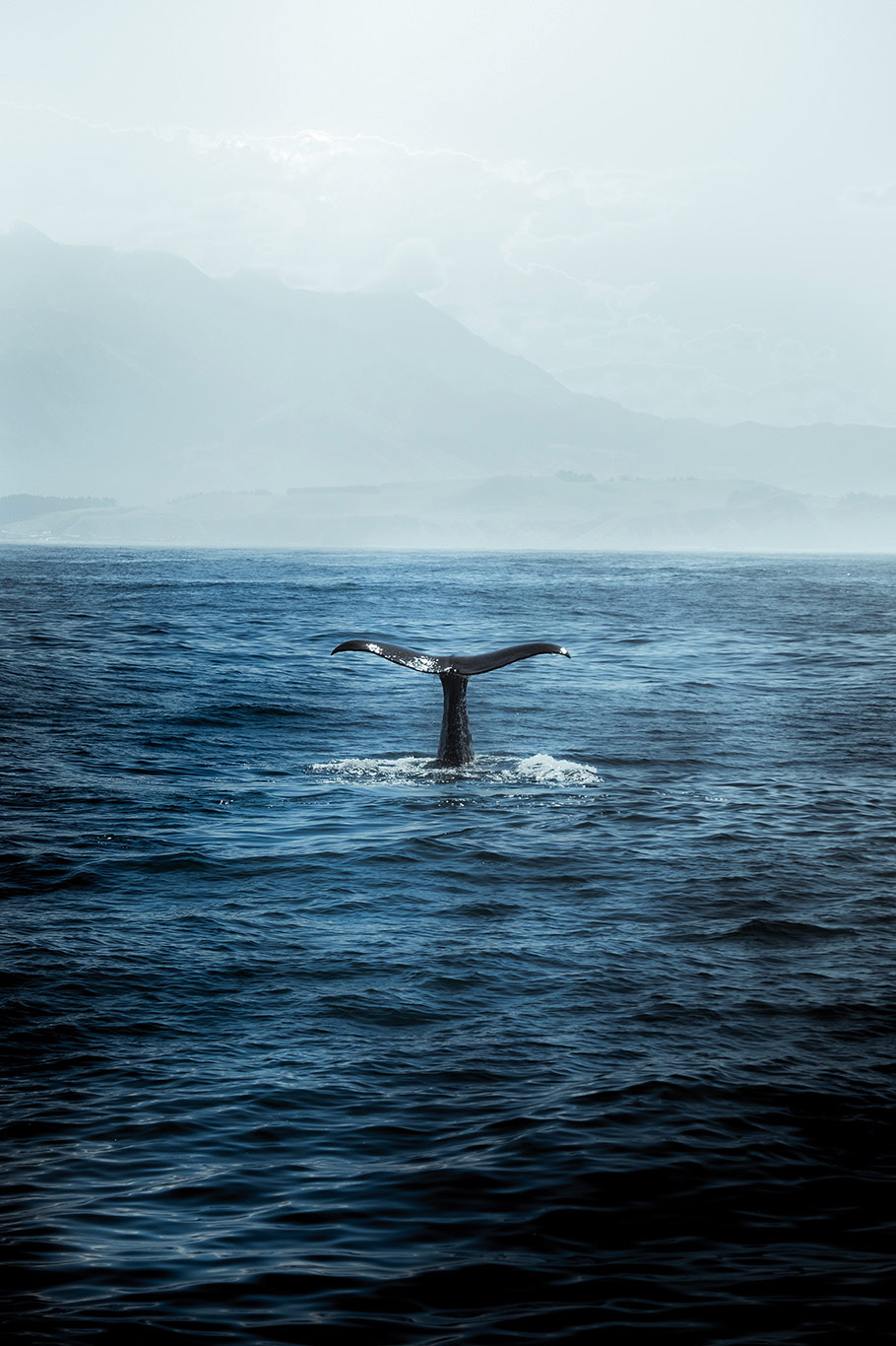 Avistamiento de ballenas cerca de Tenerife